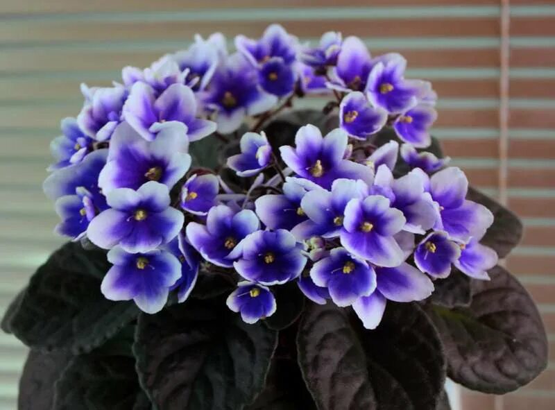 Фиалка оптимара chagall. Фиалка optimara arkansas. Фиалка optimara millenia. Оптимара арканзас фиалка. Фиалка optimara manitoba.