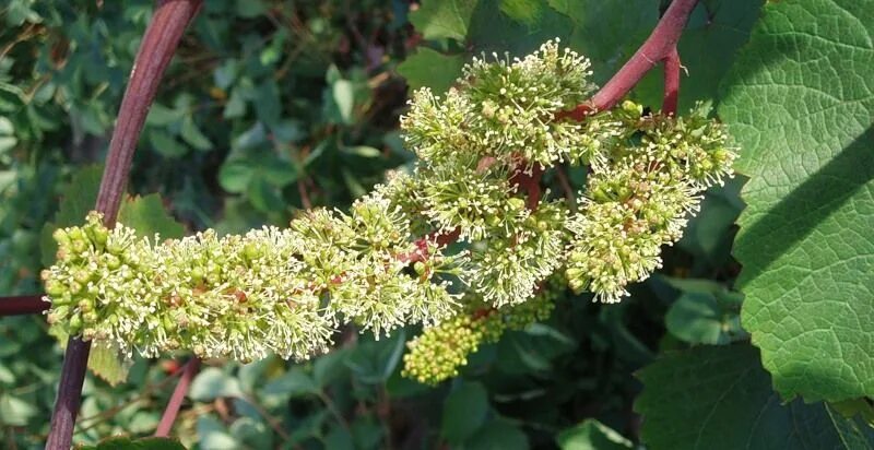 2011 Grape Growing Season Grapevine Flowering and Grape Harvest Predictions - Yo
