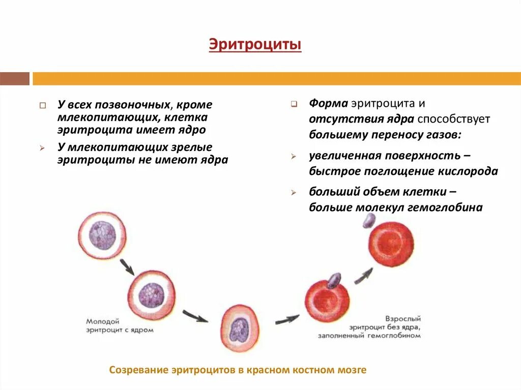 Зрелость клеток. Созревание эритроцитов. Процесс созревания эритроцитов. Этапы созревания эритроцитов у человека. Созревание эритроцита схема.