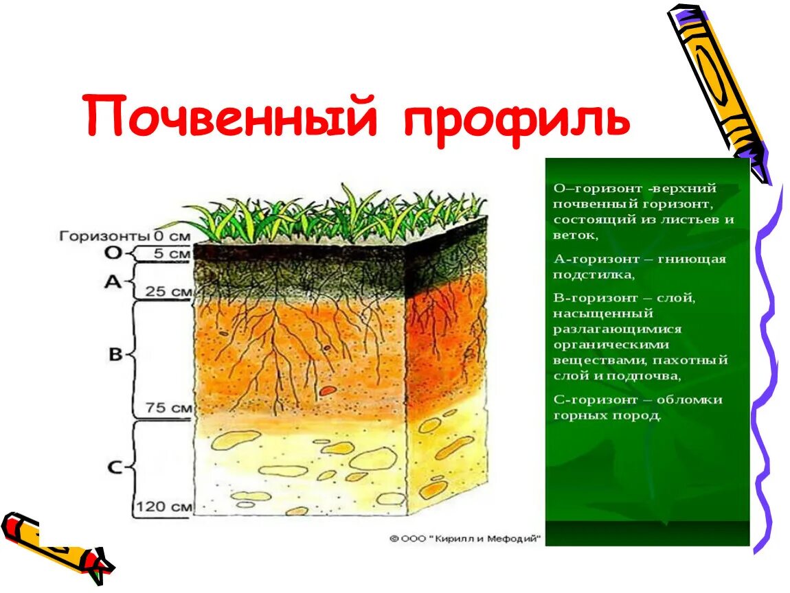 Почвенный профиль. Почвенный профиль рисунок. Схема почвенного профиля. Слои почвенного профиля. Тест по теме почвы 8 класс география