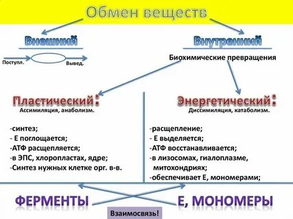 Энергетические вещества клетки