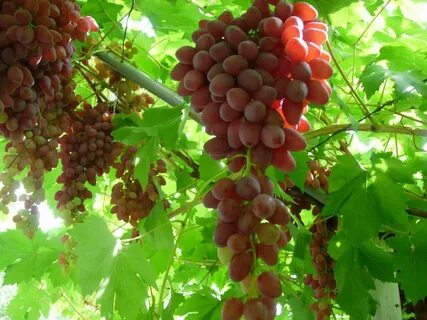 Кишмиш велес виноград описание сорта фото отзывы
