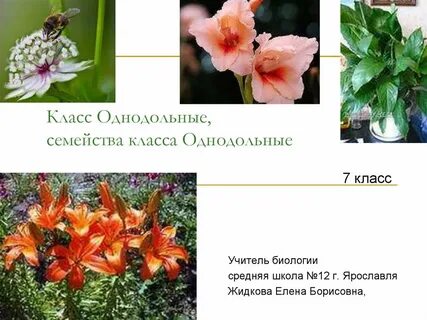 Семейства класса однодольные