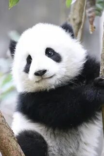 NATIONAL PANDA DAY - March 16, 2024 - National Today