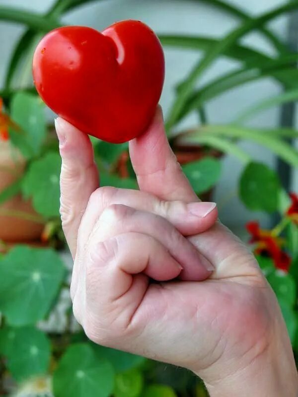 Vegetable love. Помидор в виде сердечка. Смешной помидор. Овощи в виде сердечка. Сердечка любви из овощей.