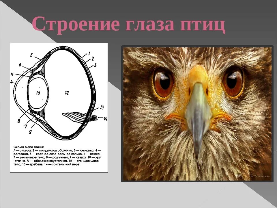 Глаза у птиц особенности. Строение глаза птицы. Строение глаза Совы. Строение птичьего глаза. Расположение глаз у птиц.