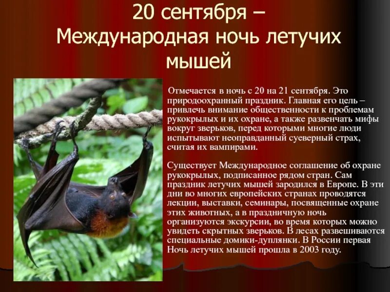 К какой группе относится летучая мышь