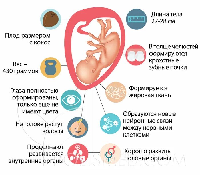 Эмбрион на 22 неделе беременности. Размер плода на 22 неделе беременности. Размер ребёнка на 22 неделе беременности. 22 неделя развития