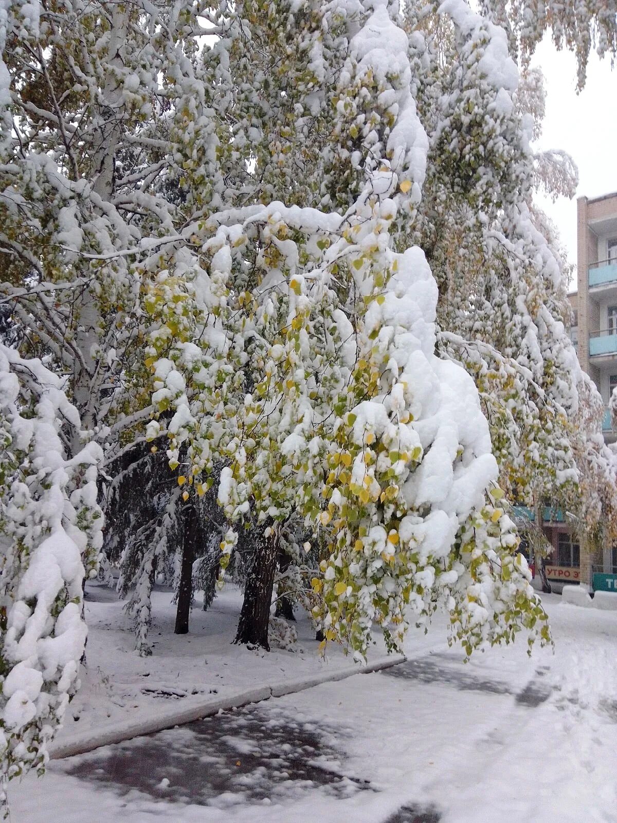 Где в области выпал снег. Снег на юге. Снежный Челябинская область. Карталы осень снег. Много снега в Челябинске.