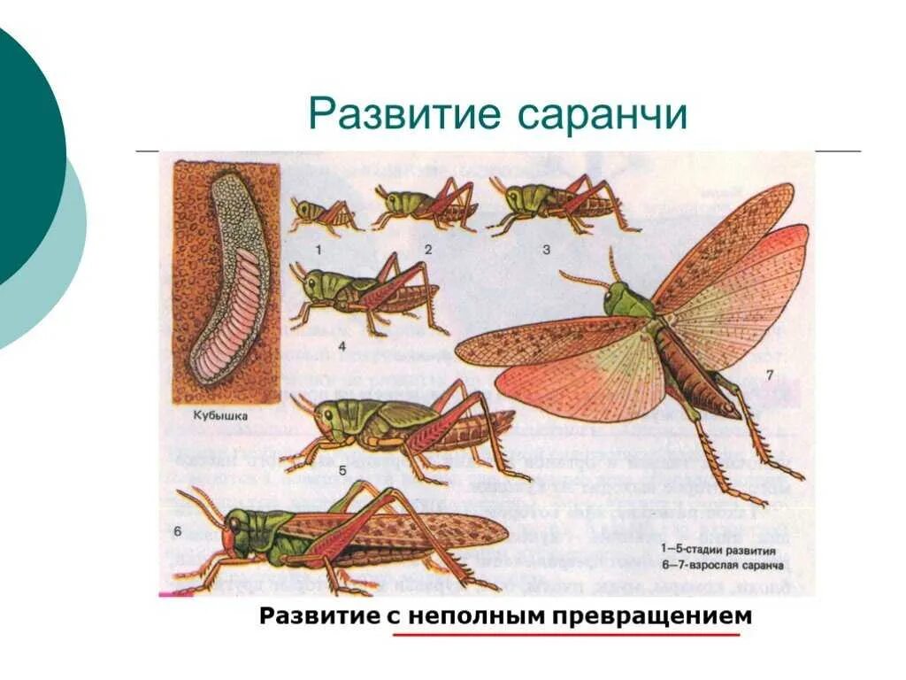 Тип развития насекомого кузнечик. Развитие с неполным превращением у саранчи. полное и неполное превращение азиатская саранча. стадии развития азиатская саранча. развитие с неполным превращением сараняи.