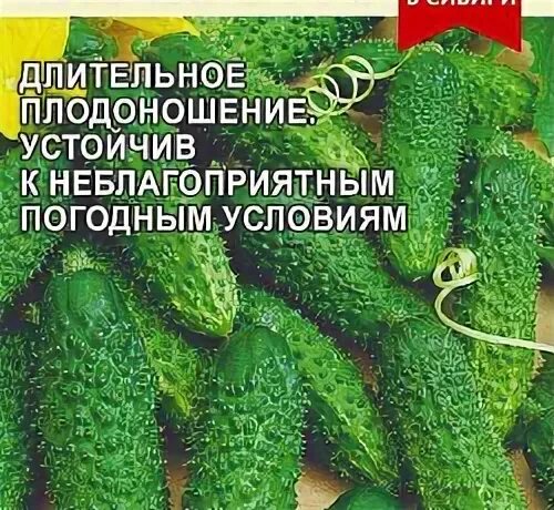 Огурцы на грядке. Огурец гомер f1 ®. Огурцы семена самоопыляемые. Огурцы долгого плодоношения. Сорта огурцов для открытого грунта самоопыляемые корнишоны.
