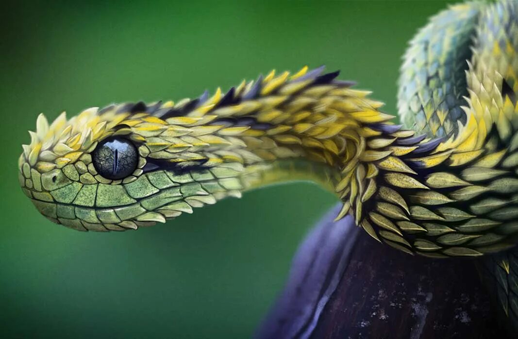 Травоядные змеи. Змея кустарниковая гадюка. Змея колючая кустарниковая гадюка. Кустарниковая гадюка (Atheris. Колючая кустарниковая гадюка (Atheris hispida).
