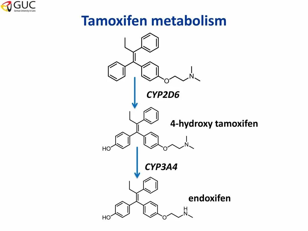 Cyp2d6. Cyp2d6. Индуктор cyp2d6. Система цитохрома р450 печени. Метаболизм лекарственных средств цитохром p450.