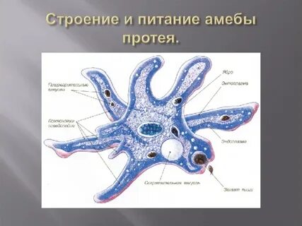 Подтип саркодовые