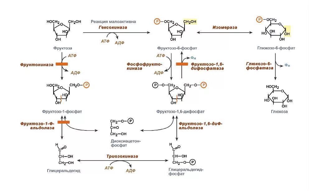 Окисление фруктозы последовательность. Превращение Глюкозы в фруктозу это реакция. Метаболизм фруктозы биохимия реакции. Переход фруктозы в глюкозу. Превращение фруктозы в глюкозу.