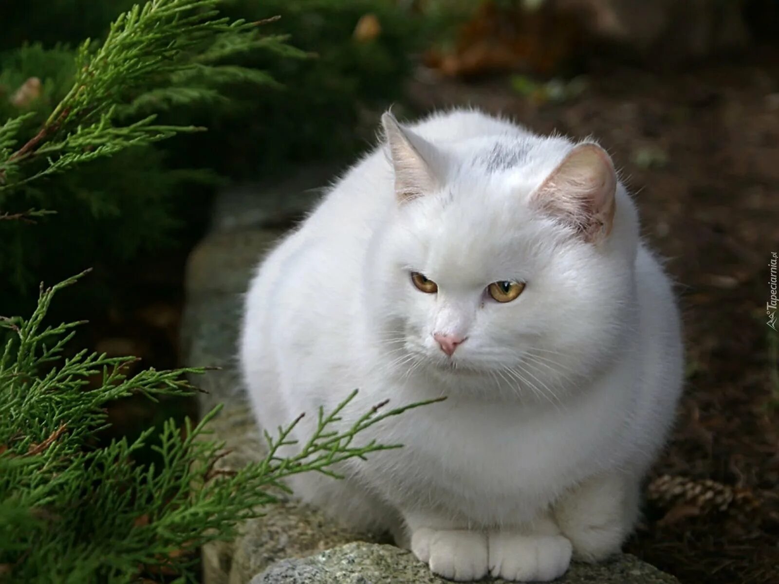 Белый кот мурзик. Белый кот. Кошка белая. Белый котик. Красивая белая кошка.