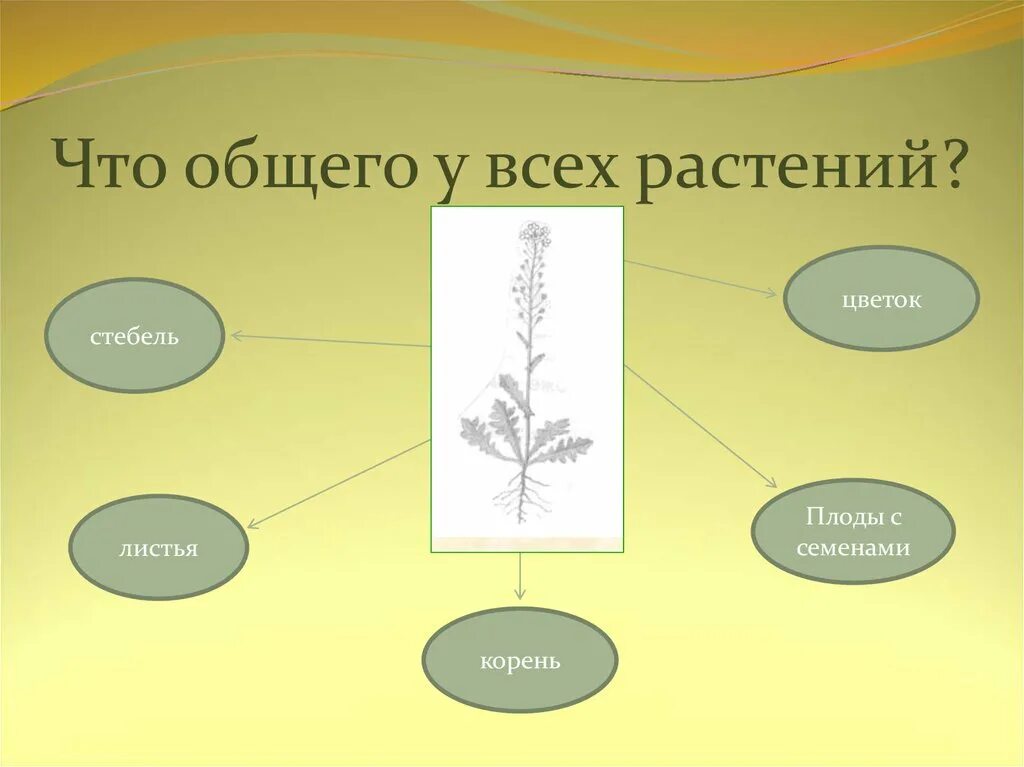 Растения первый класс. Что общего у растений. Что общего у разных растений. Что общего у всех растений. Растения общая картинка.