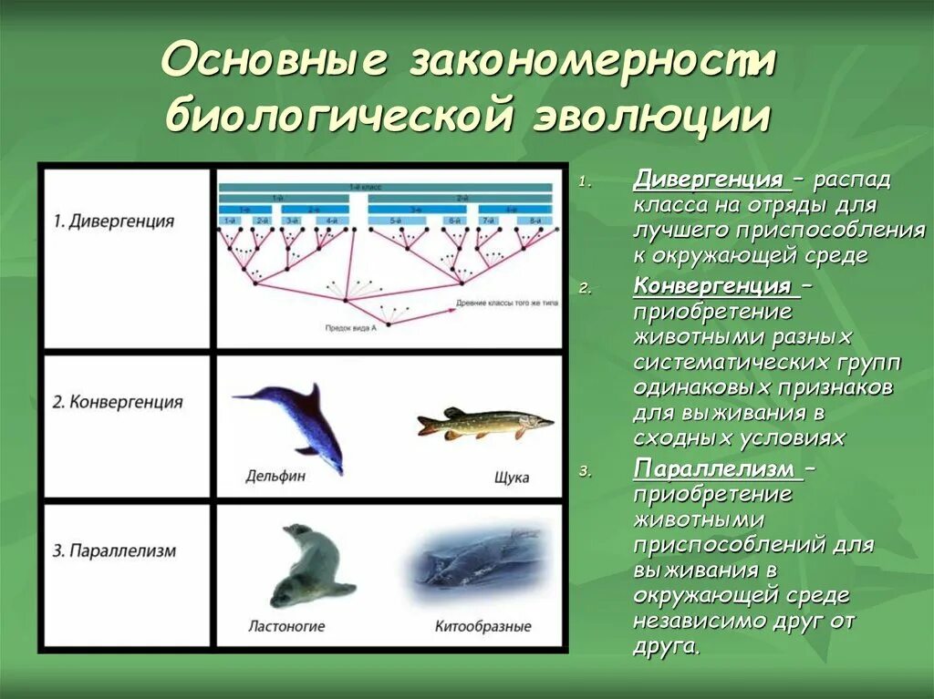 Эволюция систематических групп. Закономерности эволюции конвергенция дивергенция параллелизм. макроэволюция дивергенция конвергенция параллелизм. формы эволюции дивергенция конвергенция параллелизм. основные закономерности эволюции.