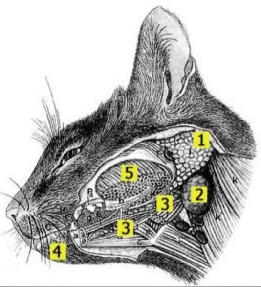 Анатомия слюнных желез кошки. Слюнные железы у кошки анатомия. Слюнные железы у кошек расположение. Околоушная слюнная железа у кошек анатомия. Увеличенные лимфоузлы у кота