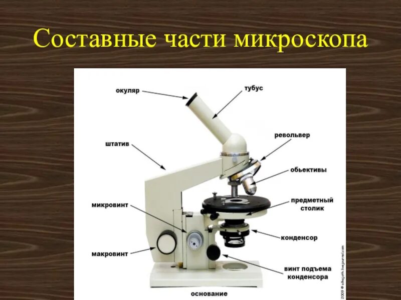Световой микроскоп строение микровинт. Строение микроскопа макровинт. Строение микроскопа микровинт. Микроскоп составные части 5 класс.