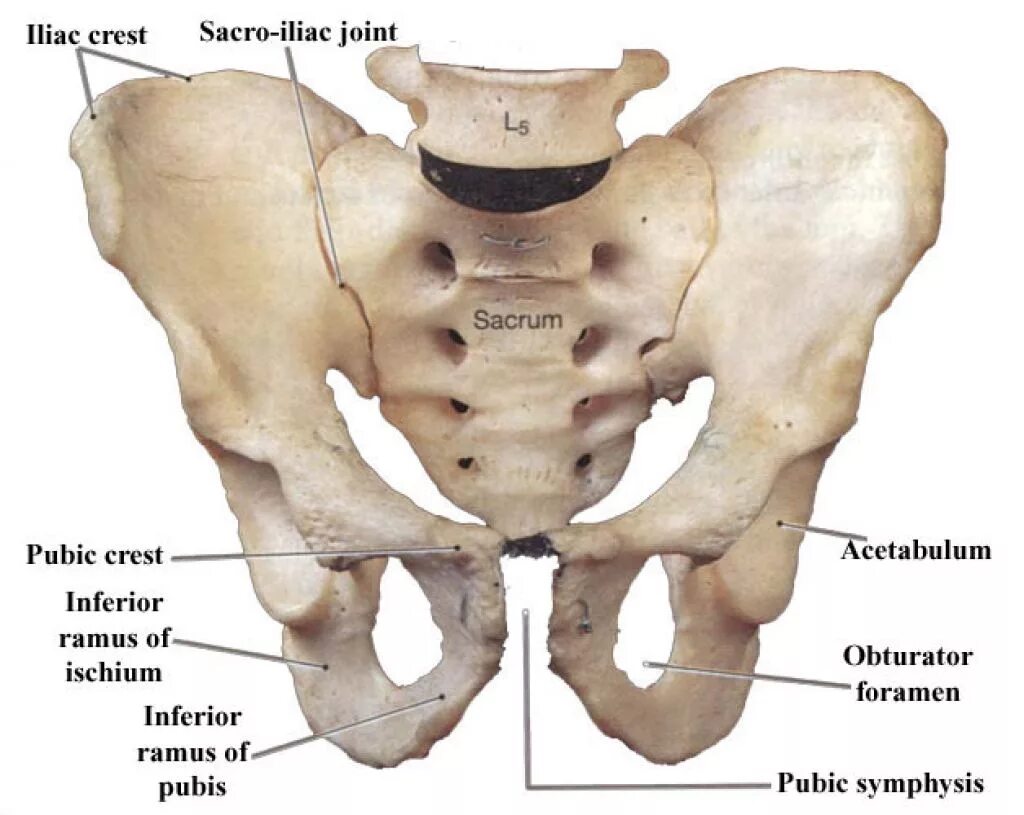 Правая лонная кость. Подвздошная кость анатомия. Анатомия седалищной кости. Седалищная кость анатомия человека. Подвздошная кость таза анатомия.