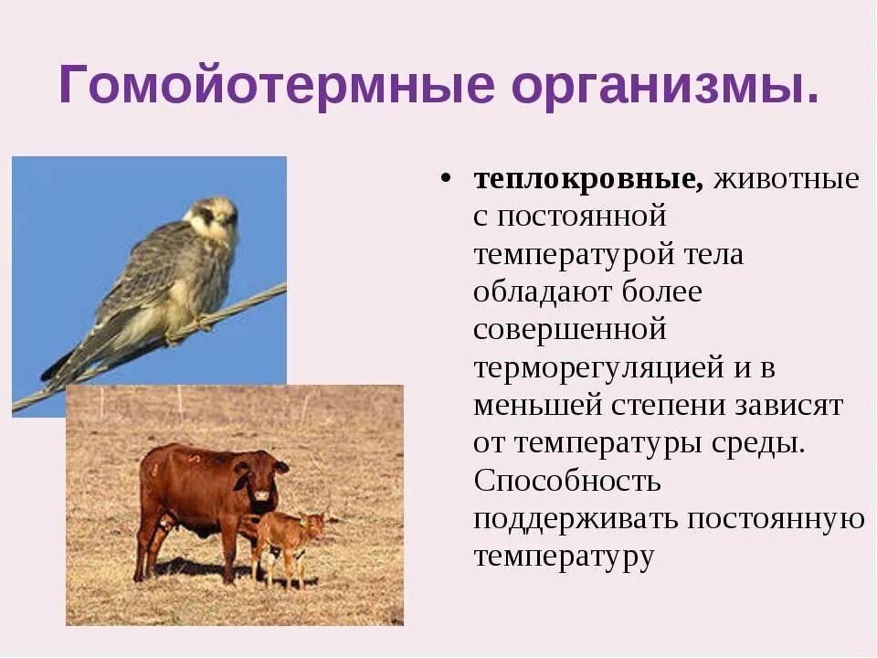 Появление теплокровности у птиц. Гомойотермные организмы. Гомоятерные организмы. Гомоэтормнык животные. Гоймотеиные организмы.