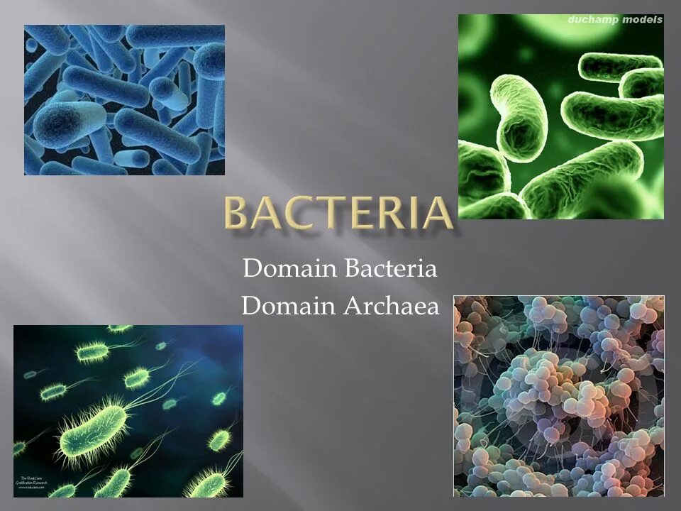 2 бактерии 1 8. Виды бактерий. Две бактерии. Домен bacteria. Бактерии фото с названиями.