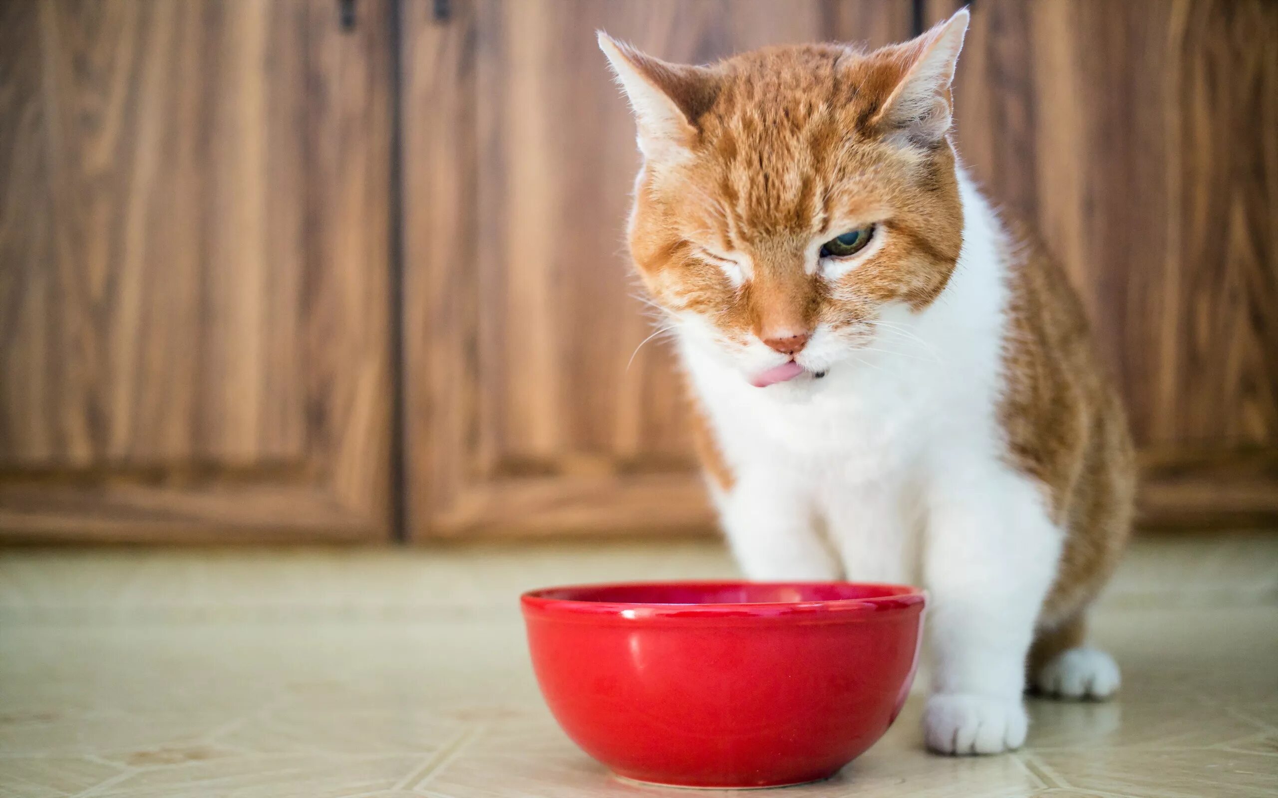 Голодный кот. Миска для кошек. Кошачья еда. Котик с миской. Кошка голодный песня