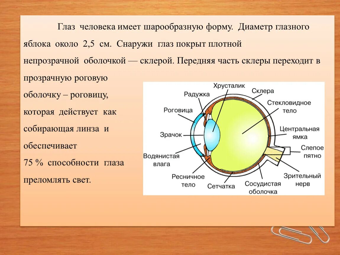 Оптическая система глаза биология. Оптическая система глаза строение глаза физика. Схема строения глаза физика. Строение глаза физика 8. Строение глаза человека физика 9 класс.