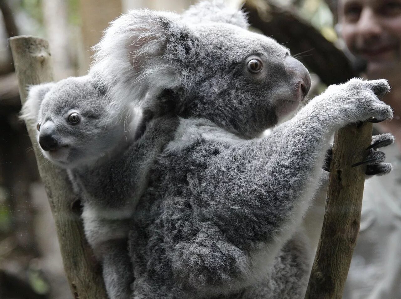Тип развития коалы. Сумчатые животные коала. Австралийская коала. Мишка коала. Эндемики коала.