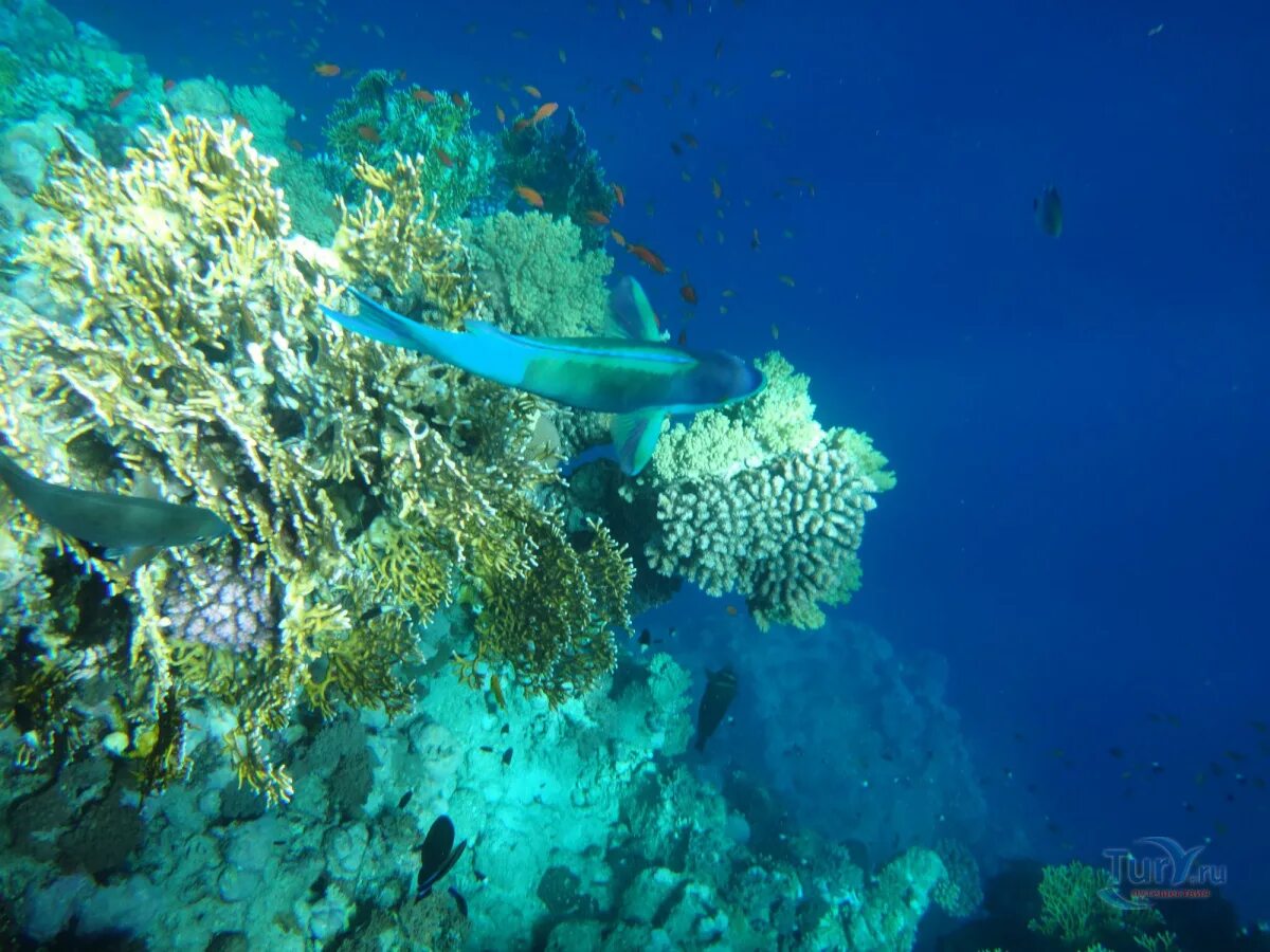Отели шарма с коралловым рифом. Риф Шарм-Эль-Шейх. Коралловый риф в Шарм Эль Шейхе. Коралловый риф Египет рас ум Эль СИД. Коралловый риф Шарм-Эль-Шейх планктон.