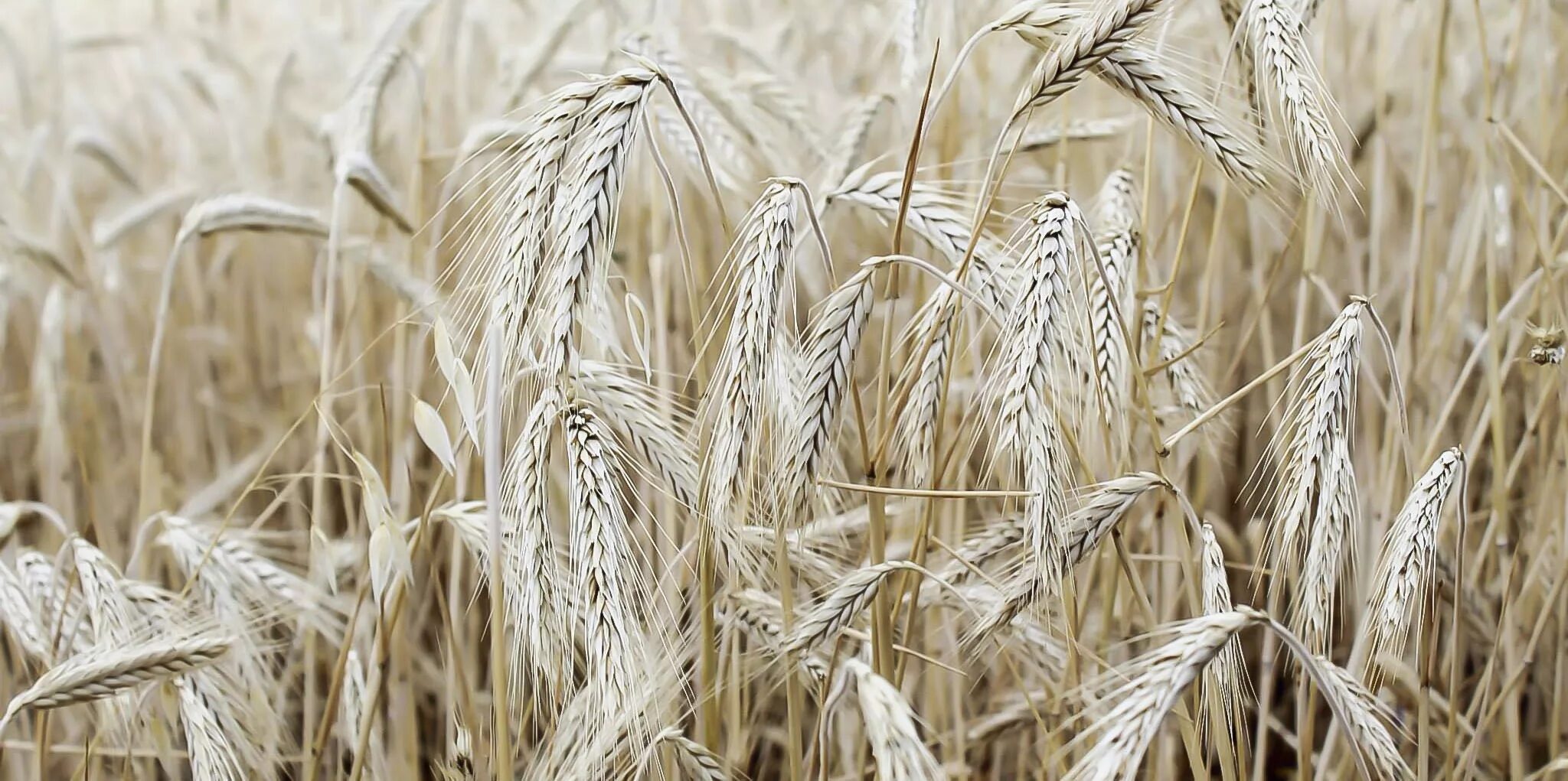 Лен пшеница. Лен-долгунец волокно. Рожь. Рожь с васильками. Пшеничное поле.