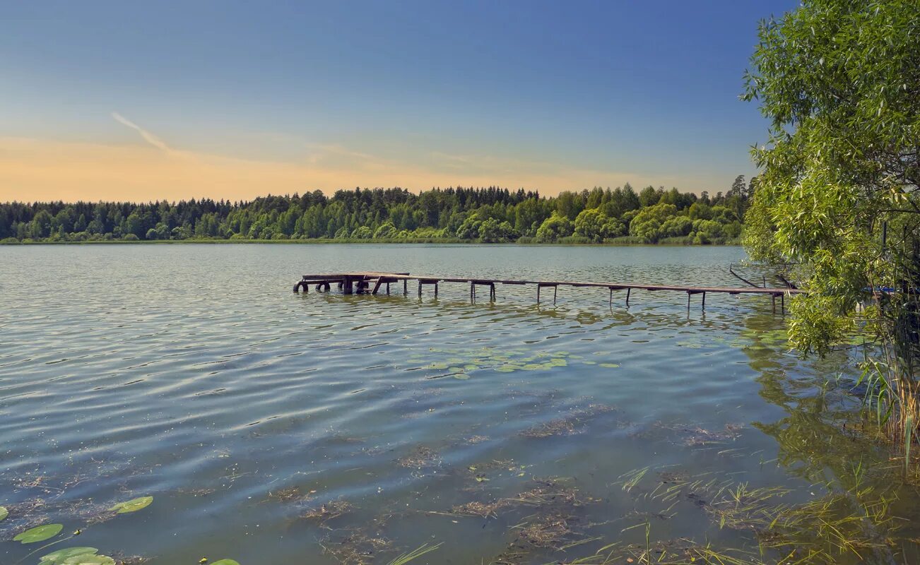 Рыбинское водохранилище белое озеро. Шекснинское водохранилище вологодская область. Озеро белое село покровское. Дарвинский заповедник рыбинское водохранилище. Шекснинское водохранилище затопленный лес.
