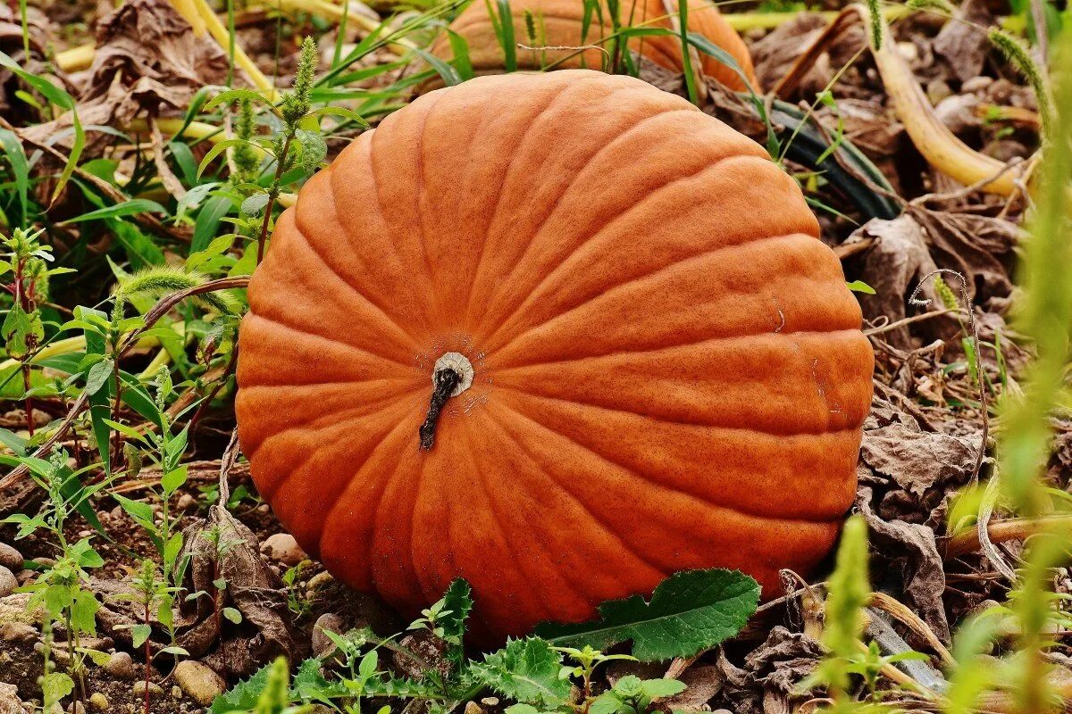 Твердо тыква. Тыква оранж колон. Тыква Cucurbita maxima. Тыква Стофунтовая. Листья тыквы.