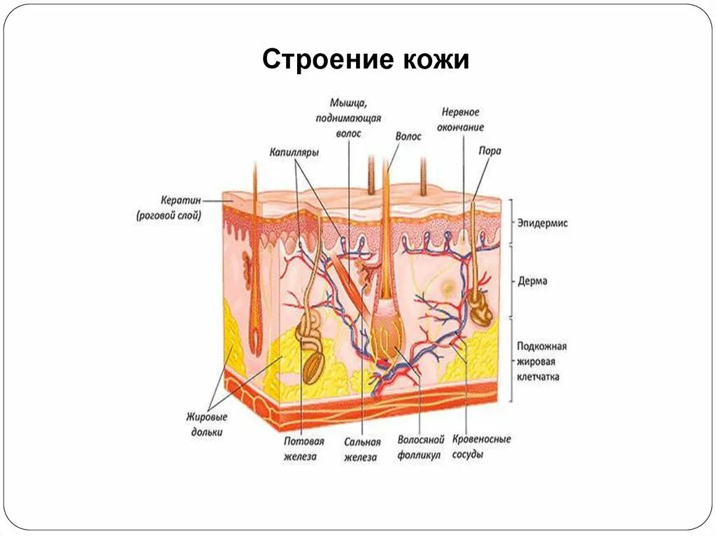 Рисунок кожи человека биология 8 класс. Схема строения кожи структура. Анатомическая структура кожи. Структура кожи биология 8 класс.