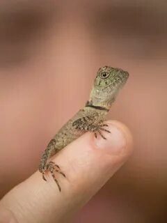 Ящерица домашняя маленькая