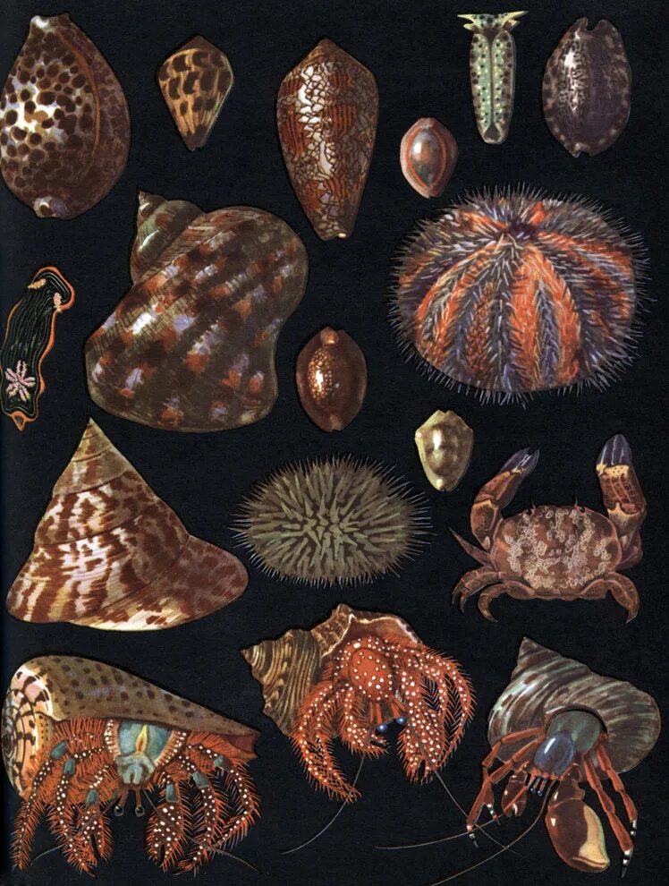 Состоит из раковин морских животных что это. Морские брюхоногие моллюски. Известняк из раковин морских животных. Известняк камень состоит из раковин морских животных. Брюхоногие моллюски каури.