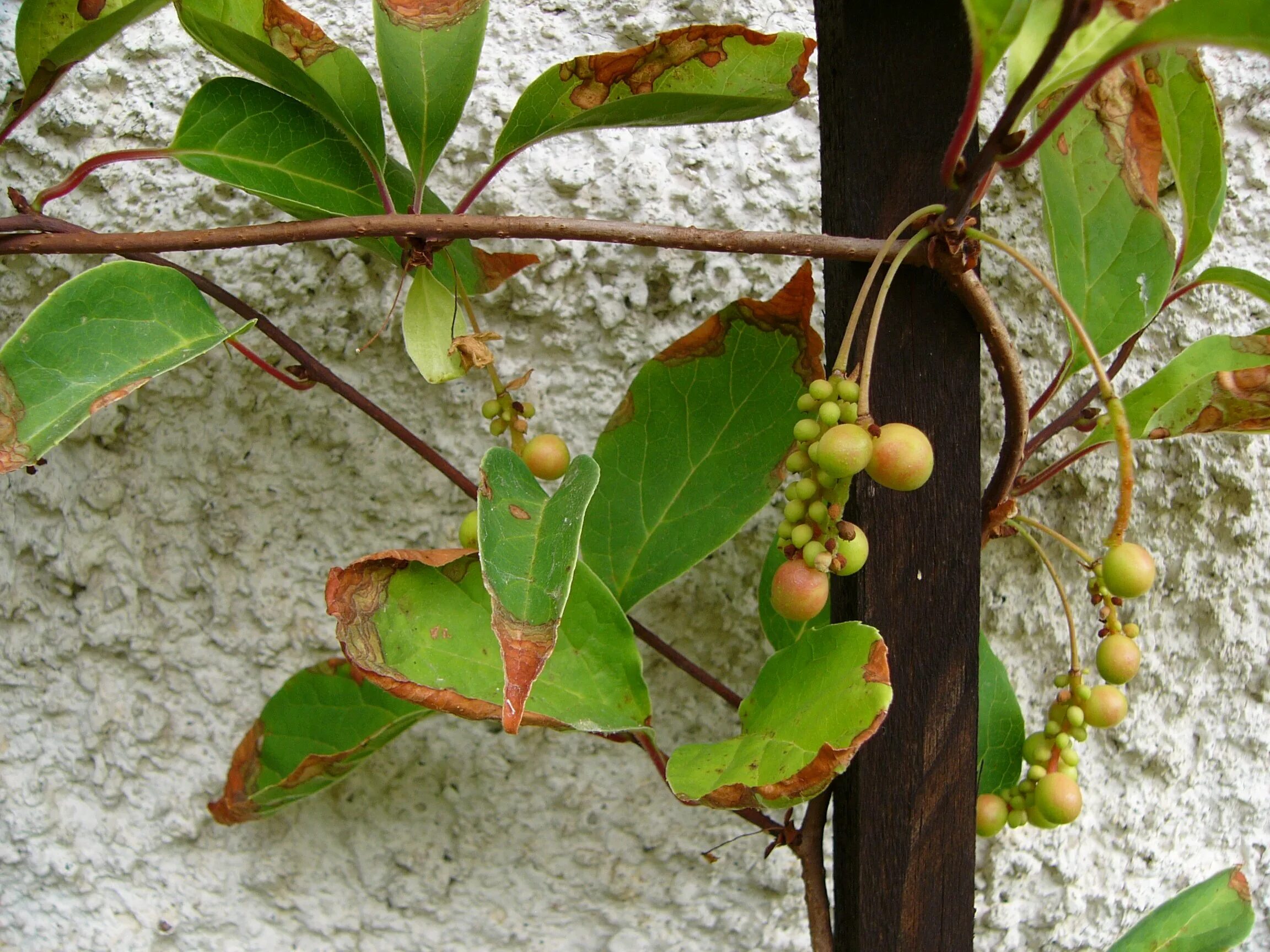 Лимонник китайский (schisandra chinensis). Лимонник китайский цветы. Лимонник уссурийский. Листья лимонника китайского. Лимонник лист.