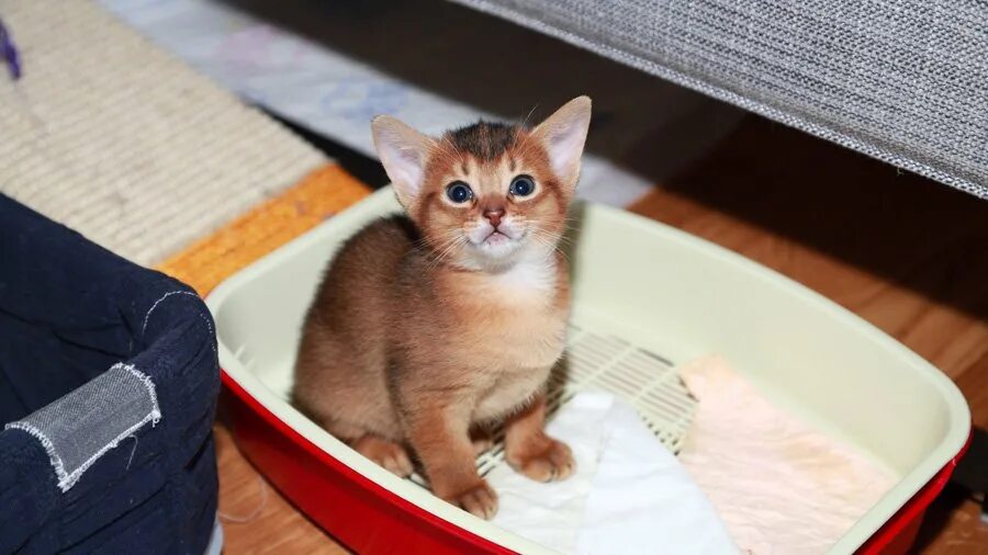 Котенок 2 месяца как приучить к лотку. Лоток для кошек. кот в лотке. приучить котенка к лотку. лоток для абиссинца.