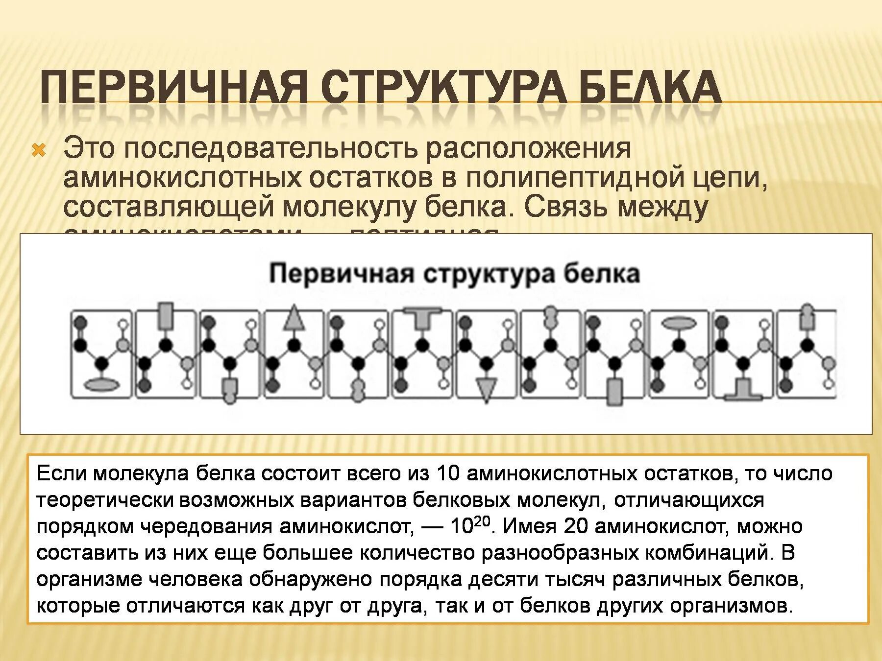 Белки соединение в цепи. Первичная структура белка полипептидная цепь. Строение первичной структуры белка полипептидная цепь. Первичная структура белка  аминокислотные остатки. Первичная структура белка цепь аминокислот.