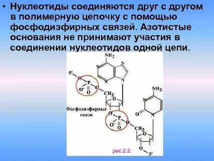 Содержащая фосфодиэфирные и водородные связи