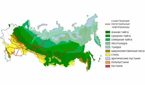 Природная зона севернее хвойных лесов