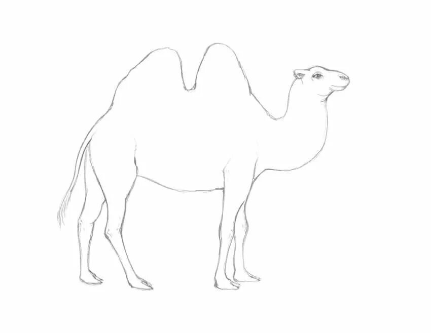 Верблюд нарисовать легко