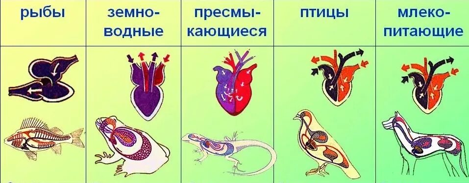 У каких хордовых двухкамерное сердце