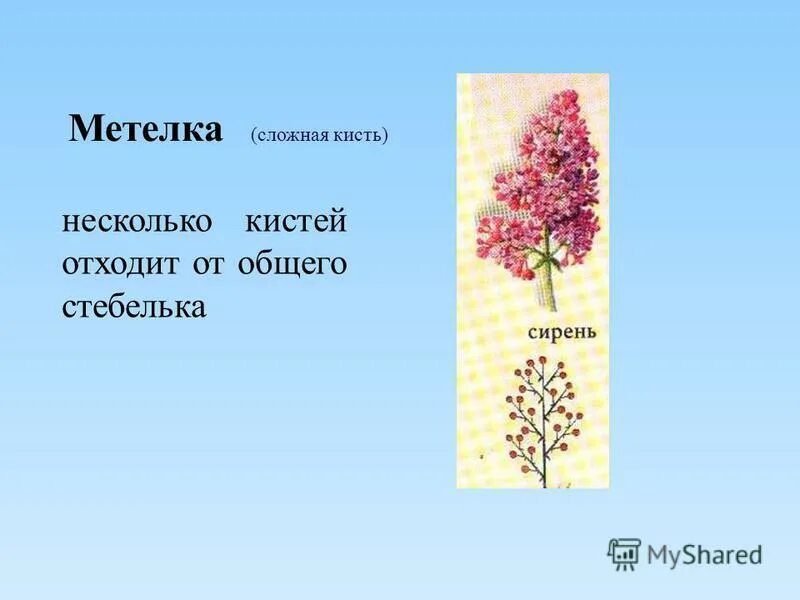 соцветие метелка биология. розоцветные соцветие метелка. отметь соцветие кисть. примеры соцветия кисть. примеры соцветия кисть.