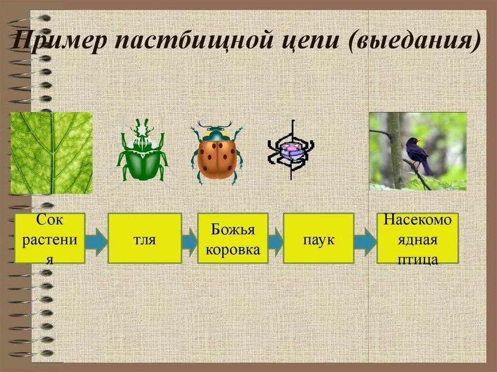 Цепи пастбищного типа. Пастбищные и детритные цепи питания. Детритная цепь питания цепь выедания. 1) Пастбищная цепь (цепь выедания). Цепи питания пастбищные и детритные примеры.