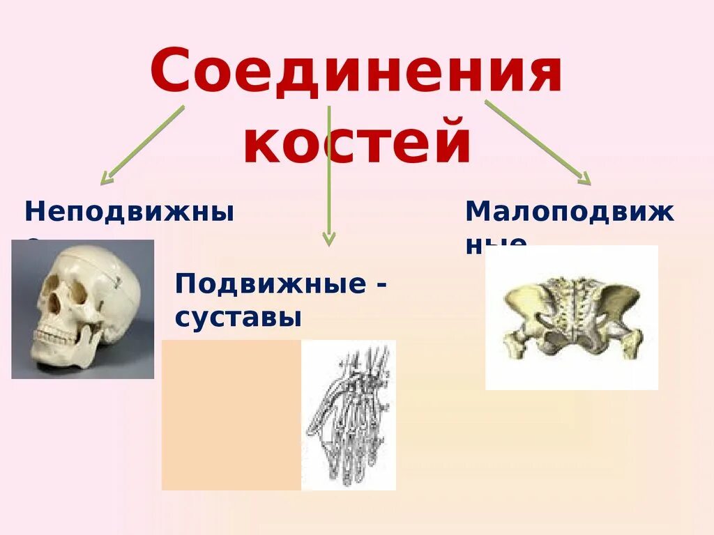 На уроке биологии костя. Строение скелета соединение костей. Биология 8 кл.соединение костей. Кости для презентации. Кости человека для презентации.