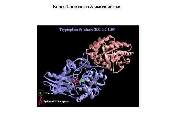 Белково белковые взаимодействия. Белок-белковые взаимодействия. Взаимодействие белок белок. Механизм белок белкового взаимодействия. Белок белковое взаимодействие схема.