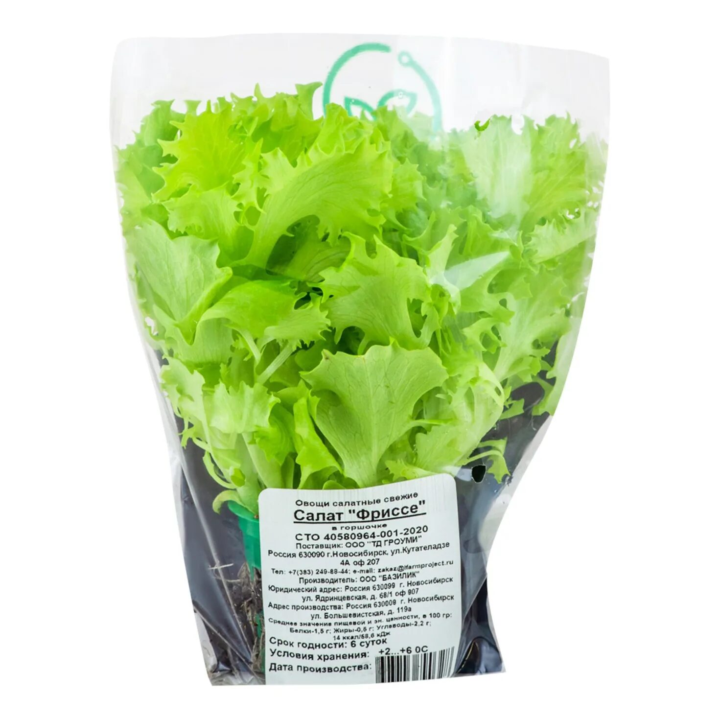 Салат в горшке на подоконнике. Салат в горшке на подоконнике. Салат в кашпо. Домашний салат в горшочке дома. Салат растет в горшке.