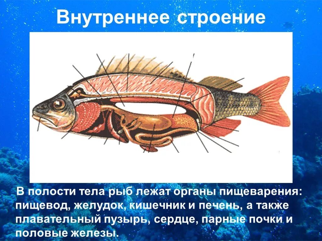 Внутреннее строение костно ЙТ рыбы. Внутреннее строение речного окуня. Плавательный пузырь карася внутреннее строение. Внутреннееистроение рыб..